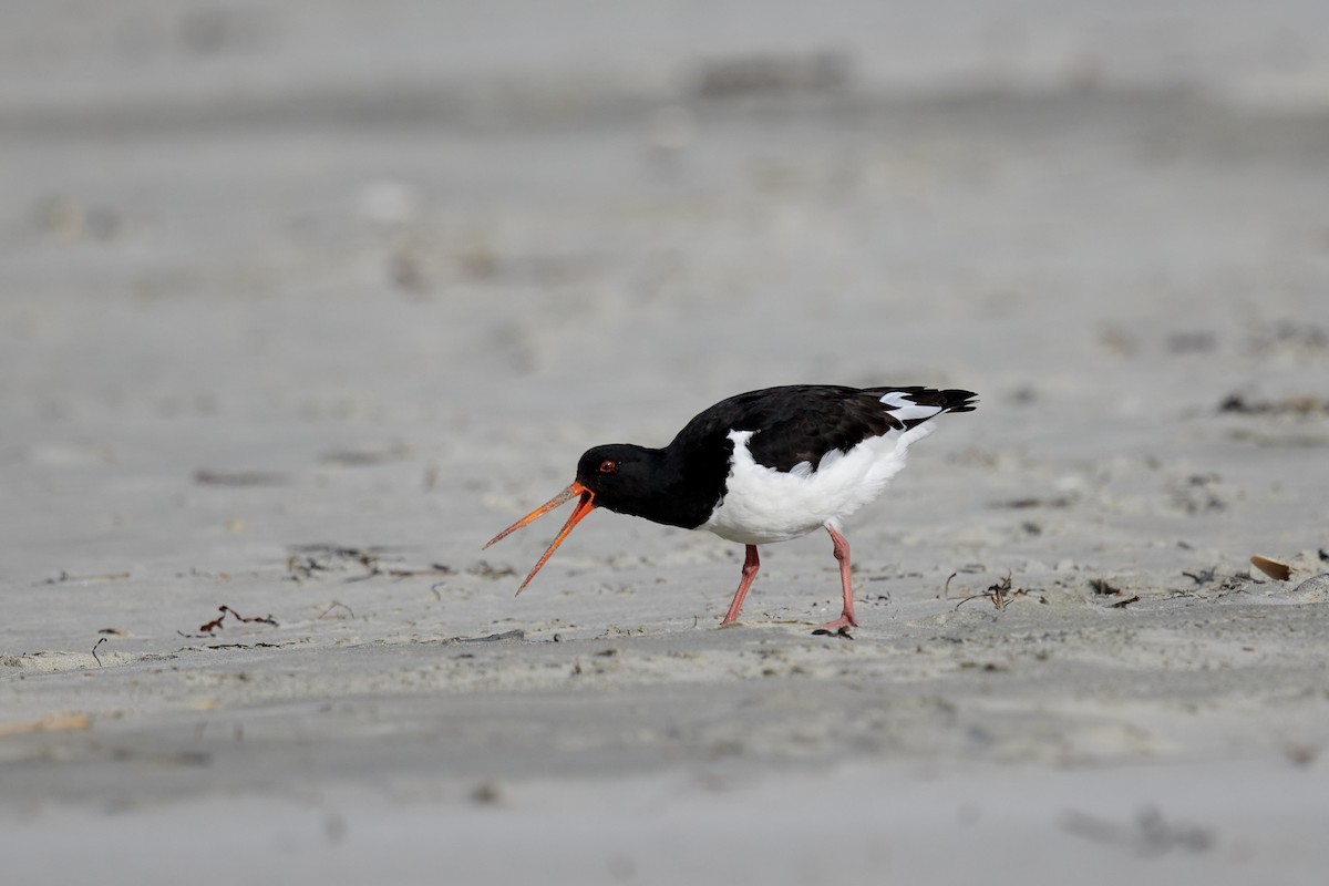 South Island Oystercatcher - Nick Beckwith