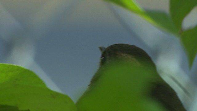 Gray-cheeked Thrush - ML478132