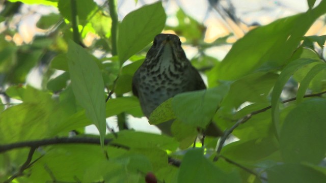 Gray-cheeked Thrush - ML478133