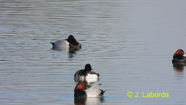 Tufted Duck - ML478134291