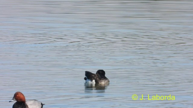 Tufted Duck - ML478134301