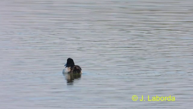Tufted Duck - ML478135071