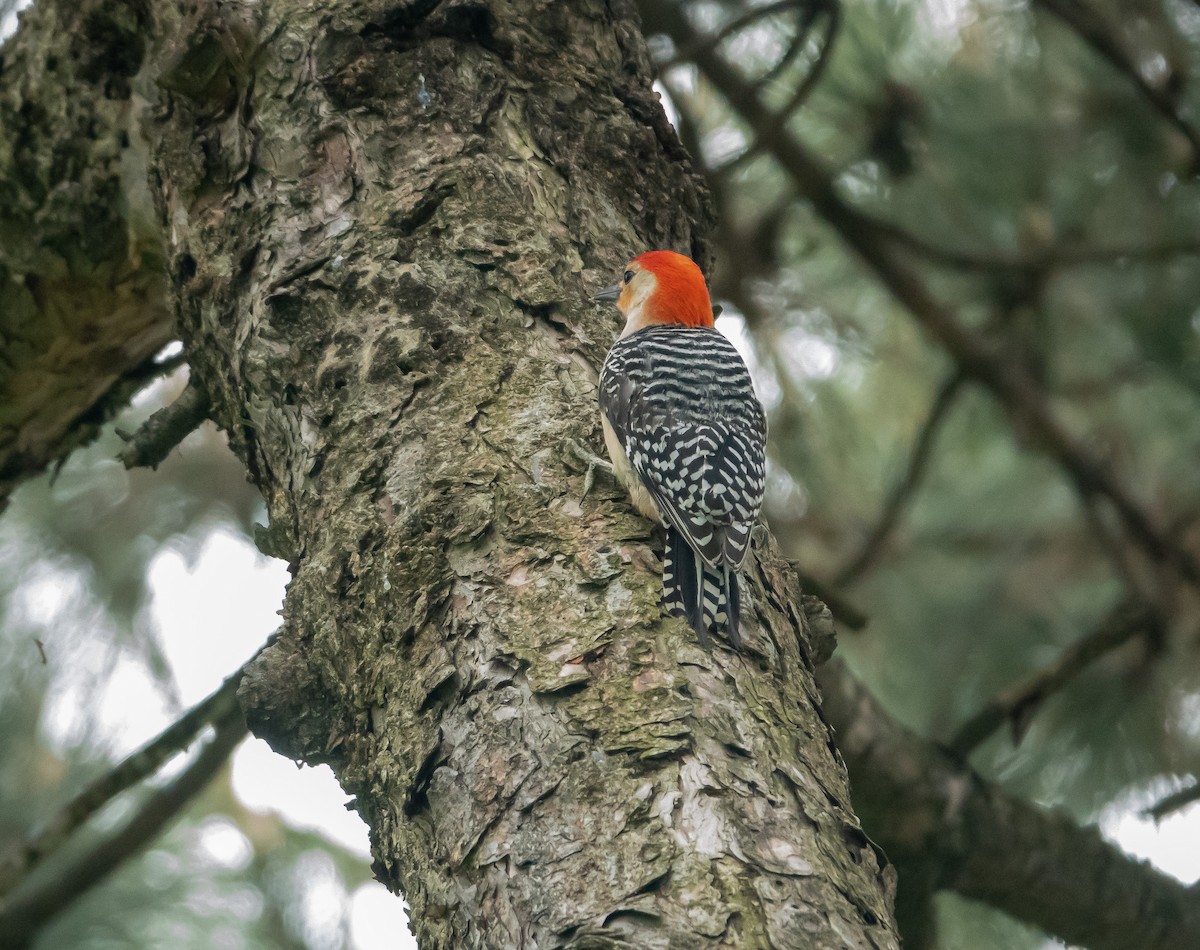 Red-bellied Woodpecker - ML478135381