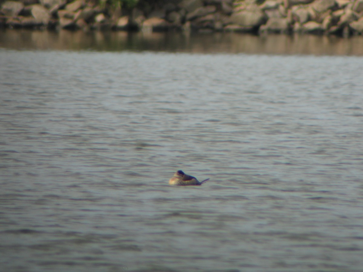 Ruddy Duck - ML478135691