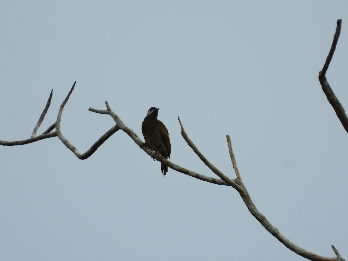 Spot-breasted Woodpecker - ML478135701