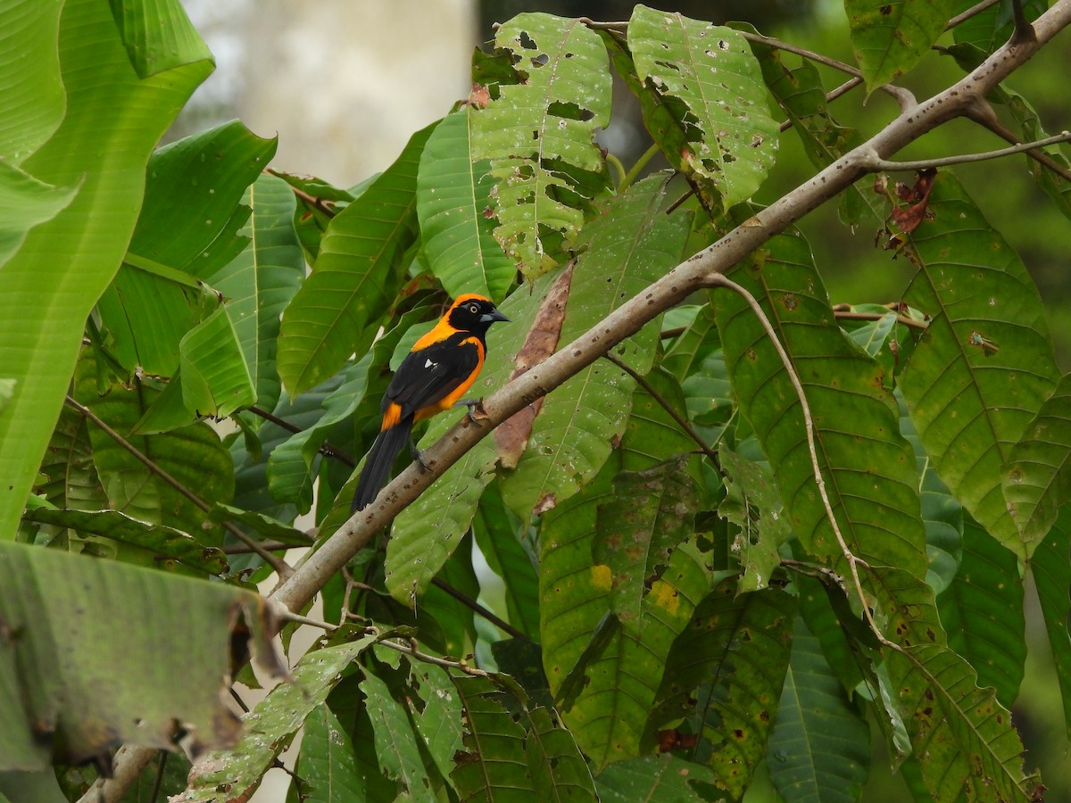 Orange-backed Troupial - ML478135731