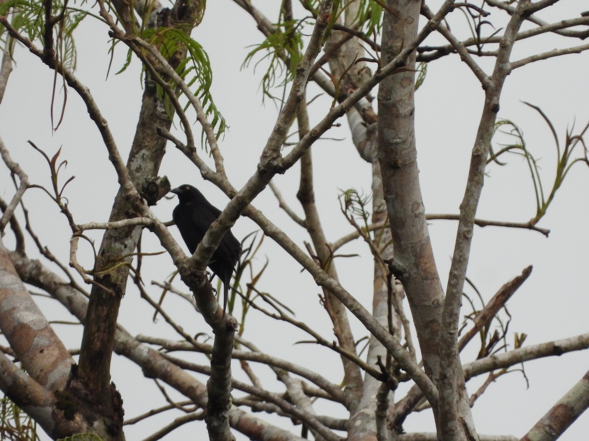 Giant Cowbird - ML478135911