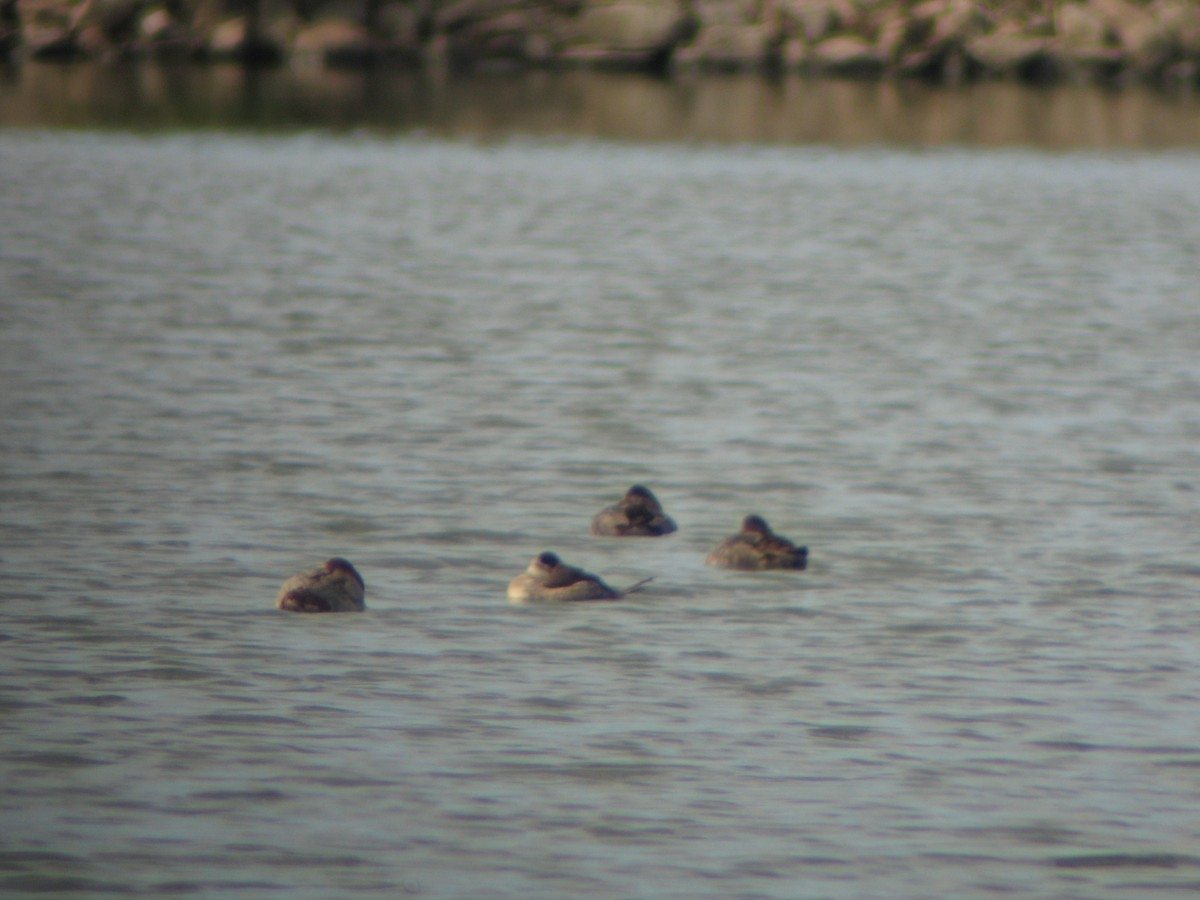 Ruddy Duck - ML478135941