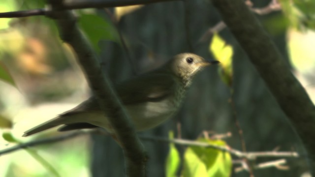 Gray-cheeked Thrush - ML478136