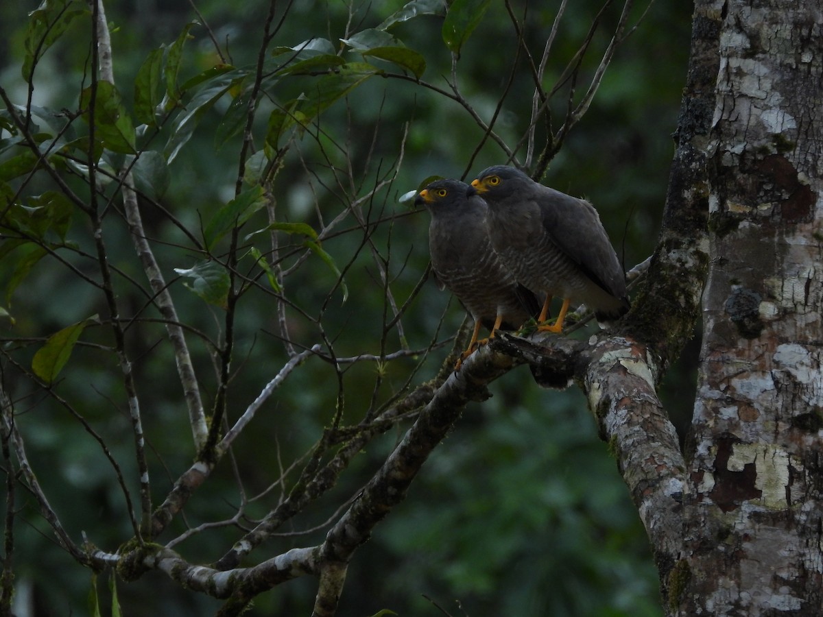 Roadside Hawk - ML478136031