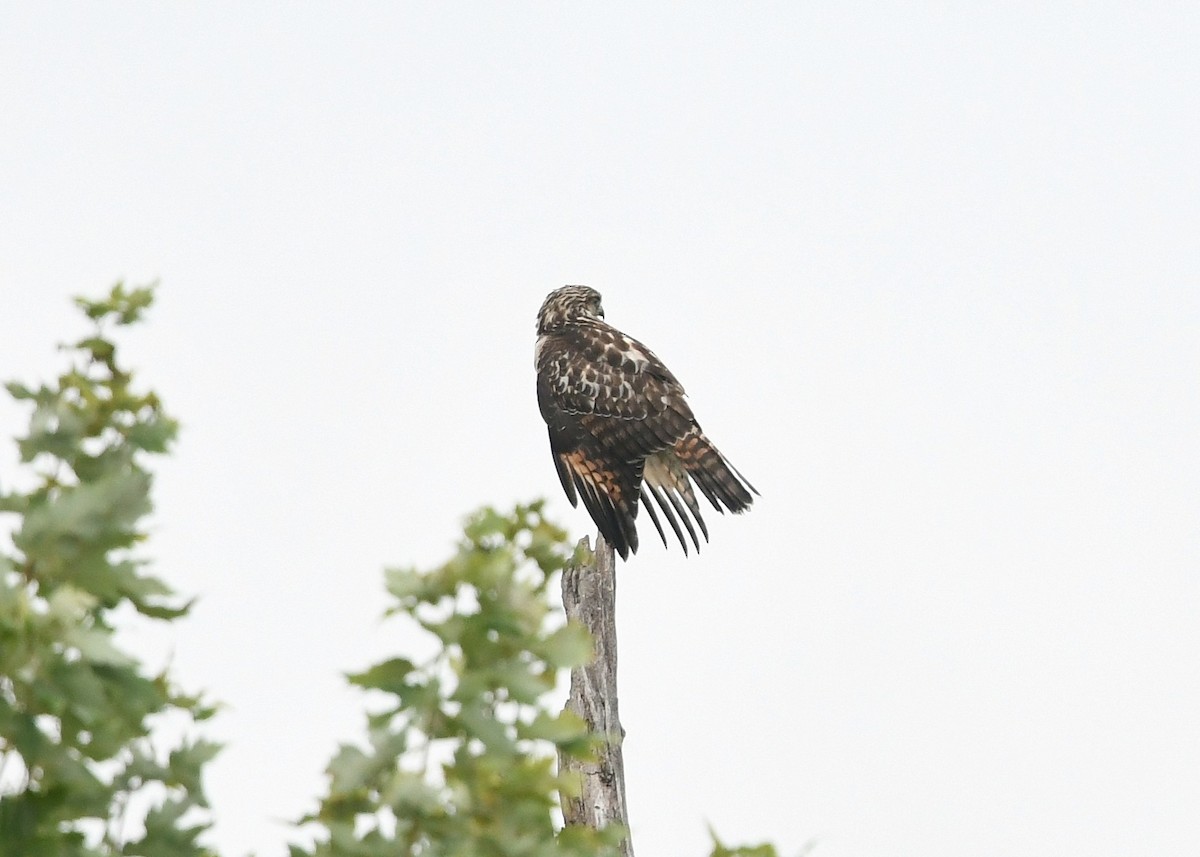 Red-shouldered Hawk - ML478136571