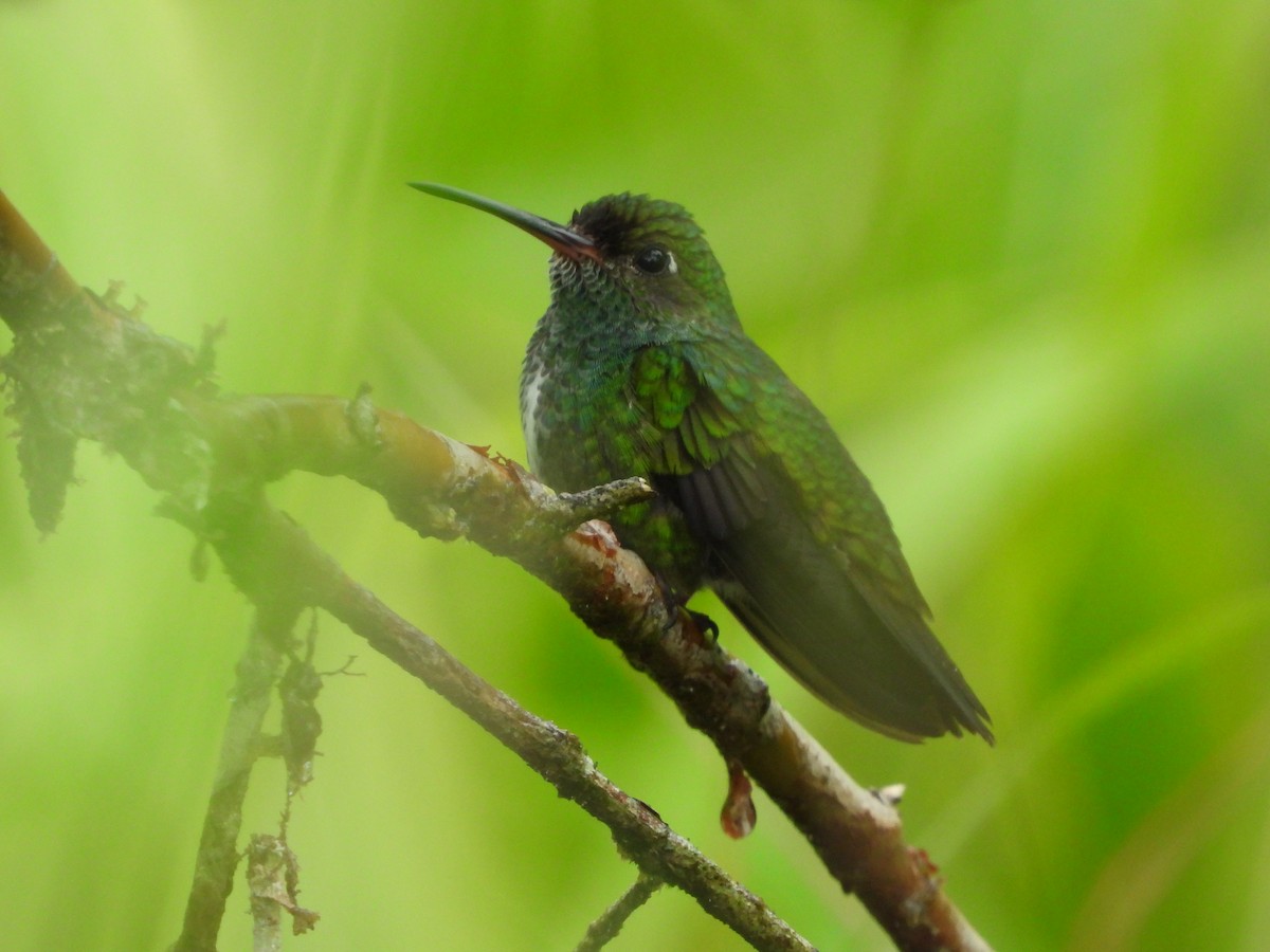 Glittering-throated Emerald - ML478136621