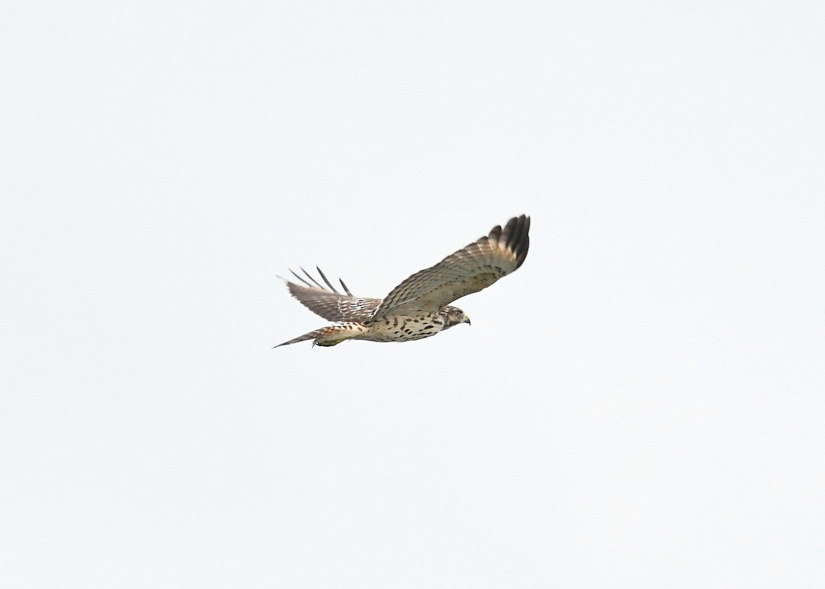 Red-shouldered Hawk - Gary Chapin