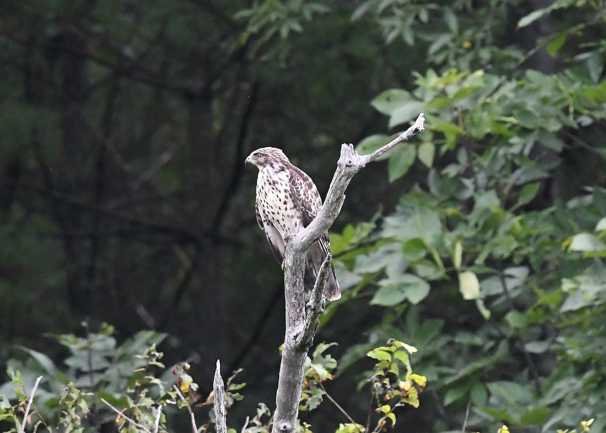 Red-shouldered Hawk - Gary Chapin