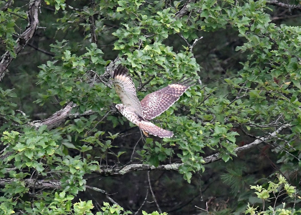 Red-shouldered Hawk - Gary Chapin