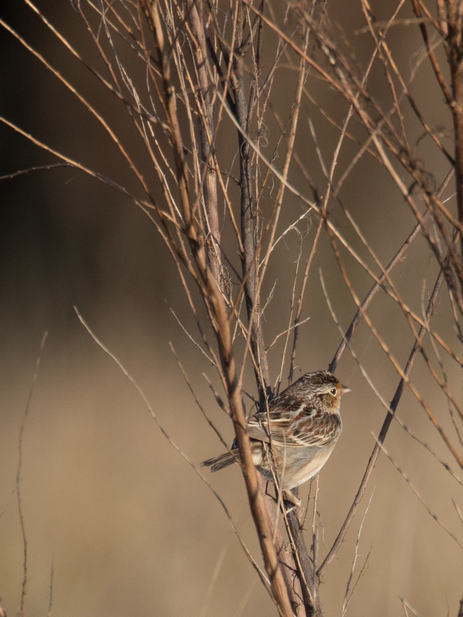 Grasshopper Sparrow - ML47813731