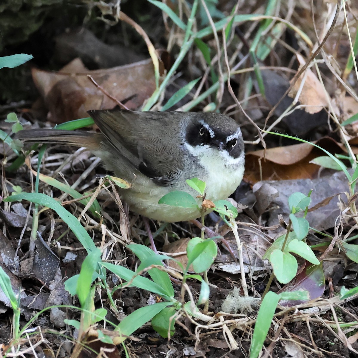 Weißbrauensericornis (laevigaster) - ML478137341