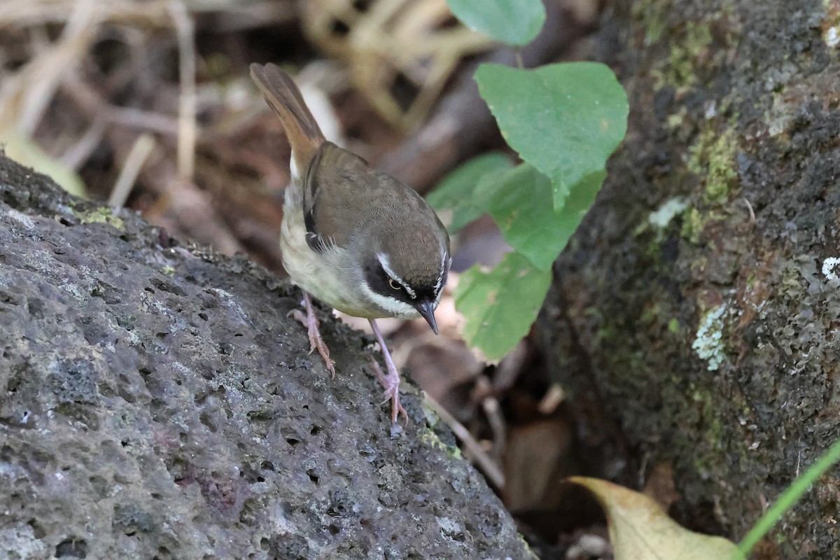 Weißbrauensericornis (laevigaster) - ML478137351