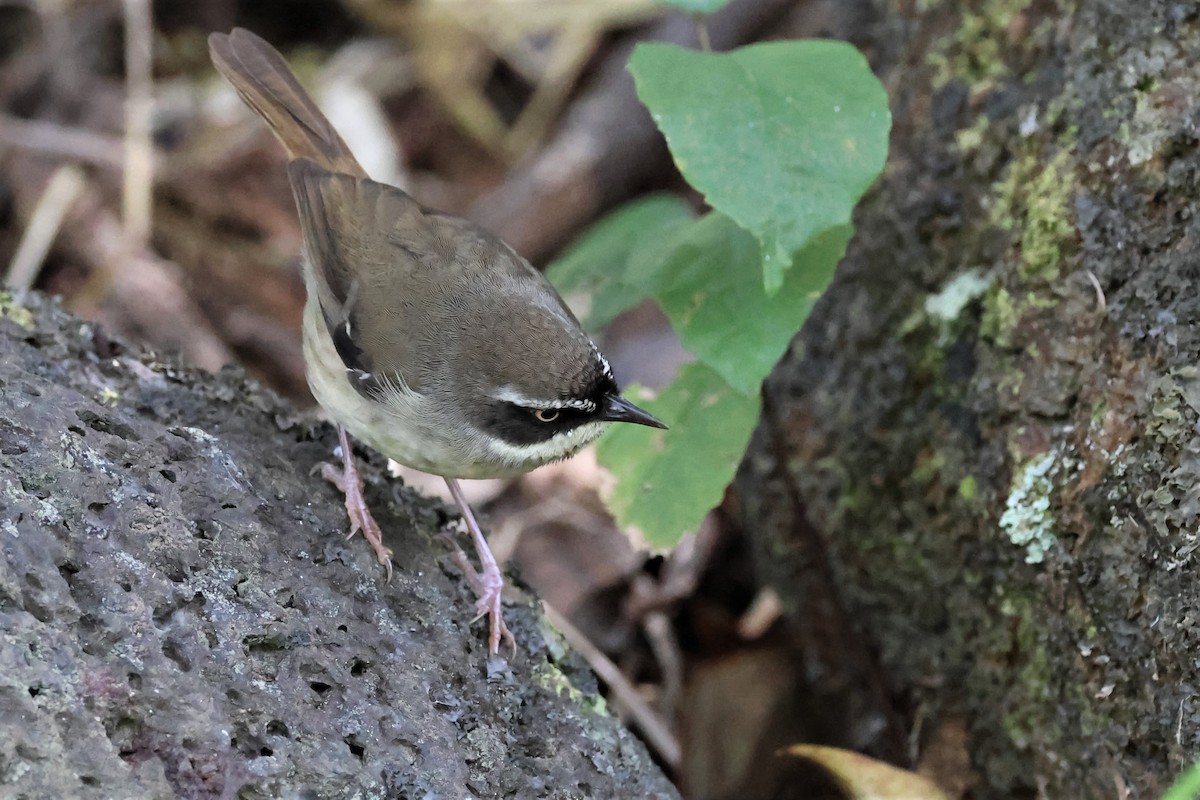 White-browed Scrubwren (Buff-breasted) - ML478137361