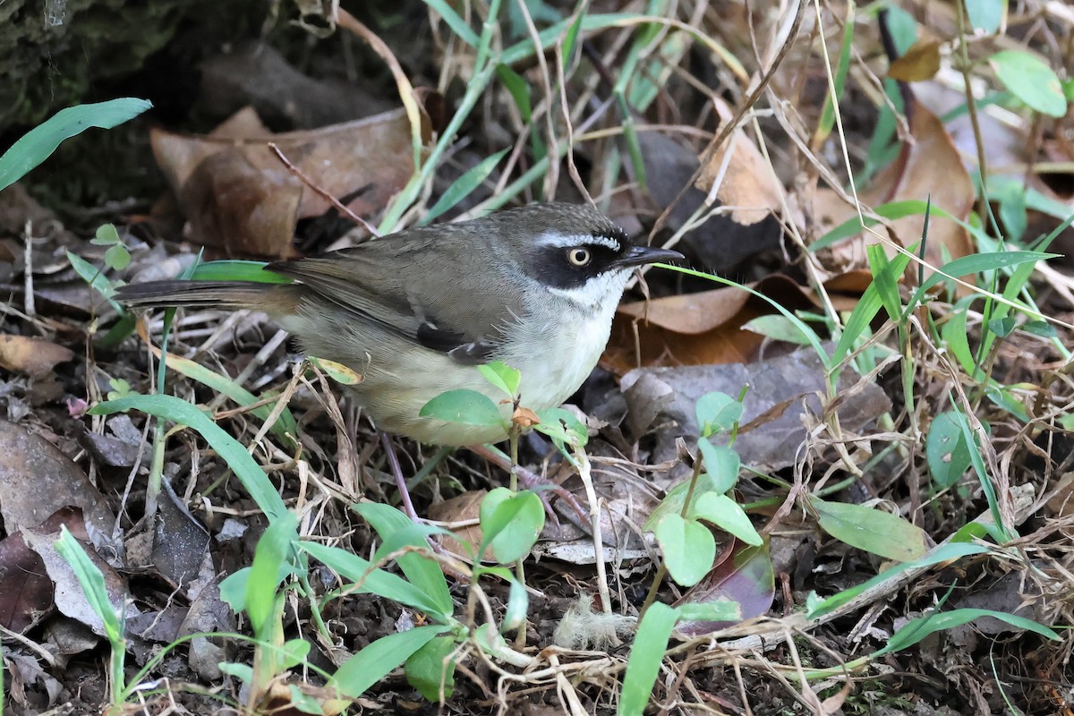 Weißbrauensericornis (laevigaster) - ML478137371