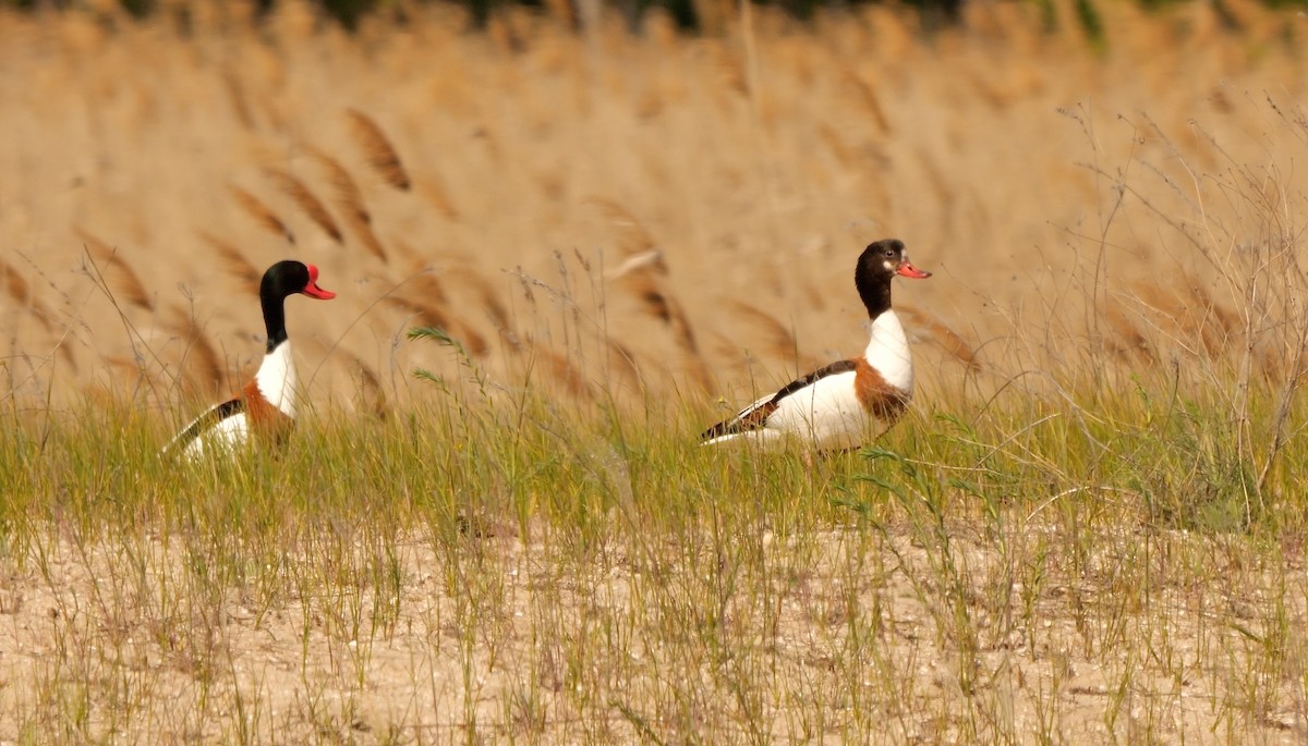 Common Shelduck - Greg Baker