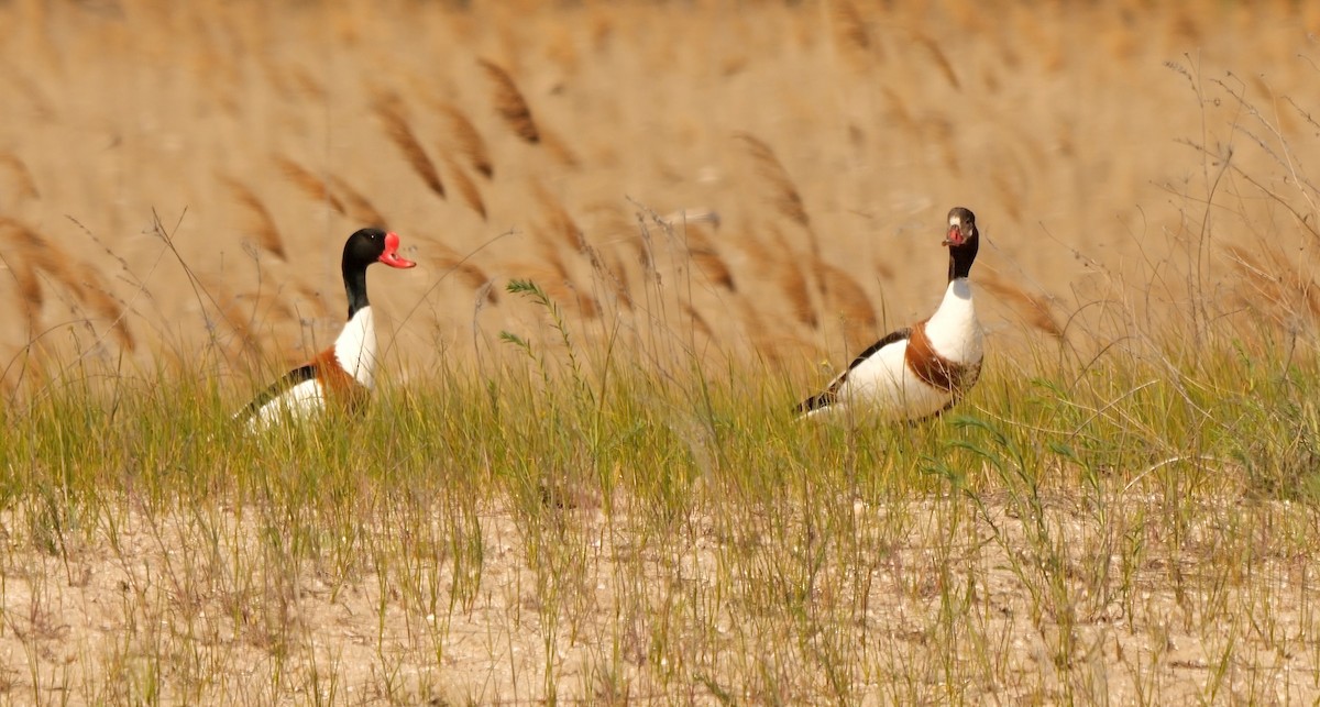 Common Shelduck - ML478138421