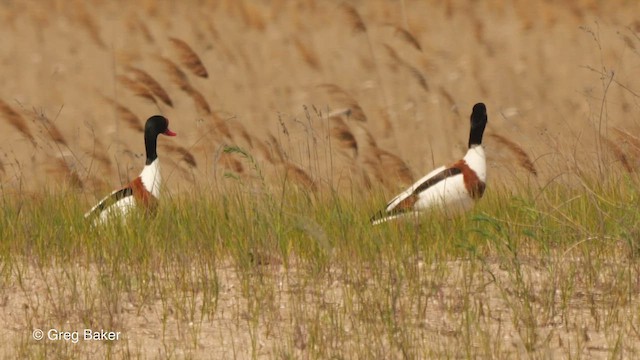 Common Shelduck - ML478138431