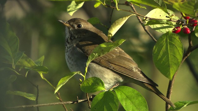 Gray-cheeked Thrush - ML478139