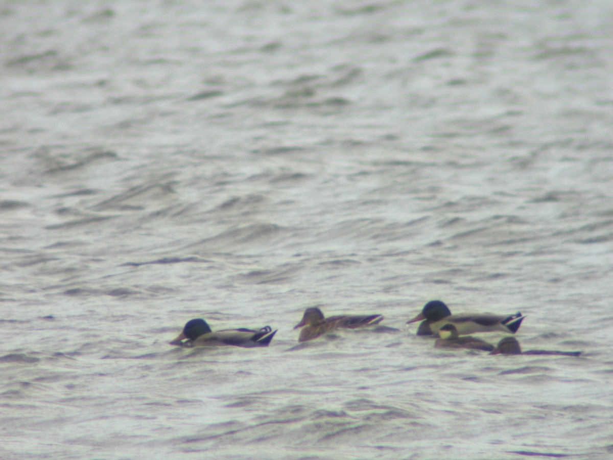 Ruddy Duck - ML478140761