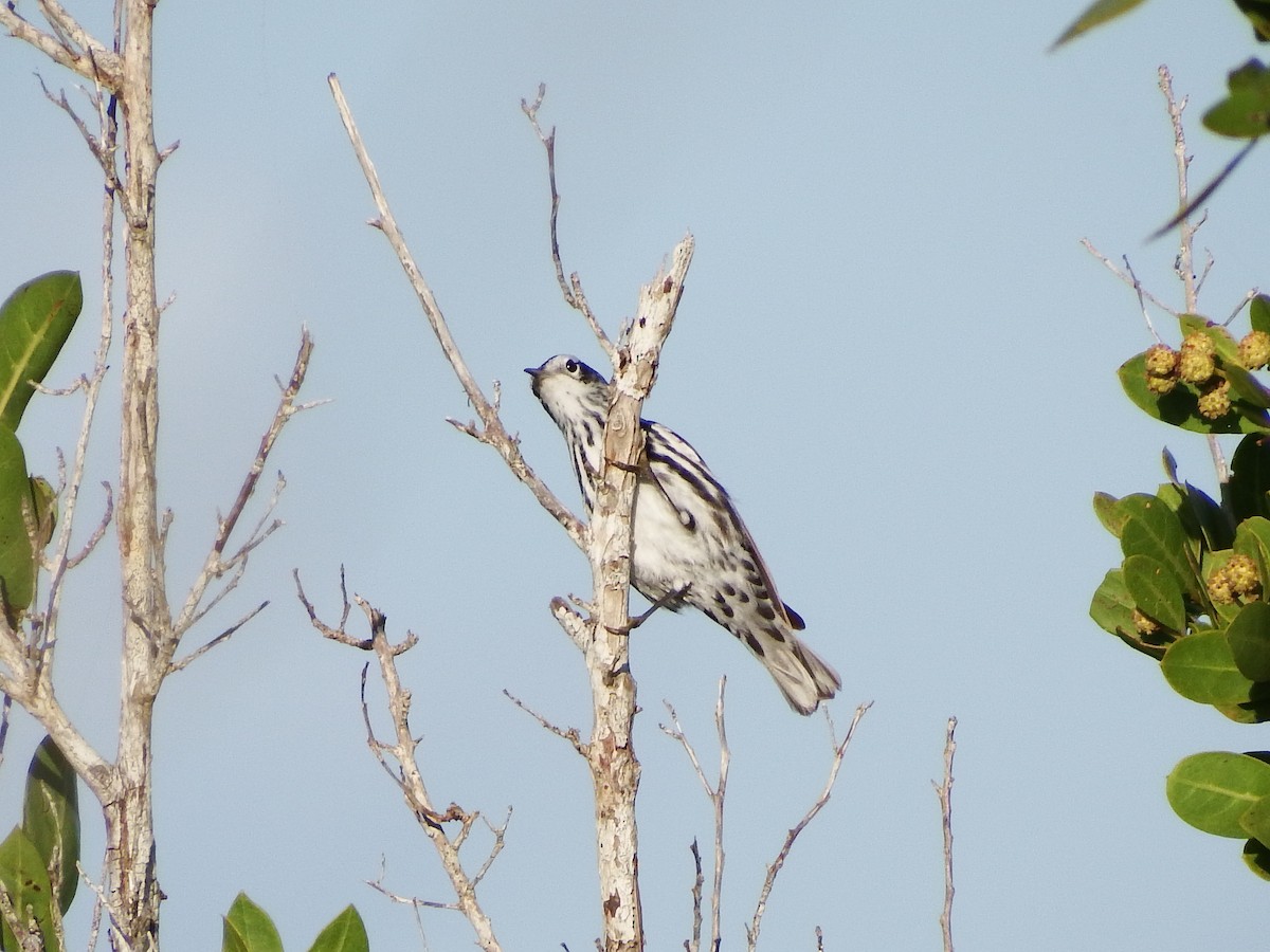 Black-and-white Warbler - Randolph "Casper" Burrows