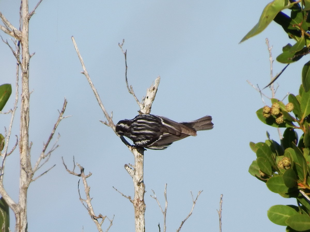 Black-and-white Warbler - Randolph "Casper" Burrows