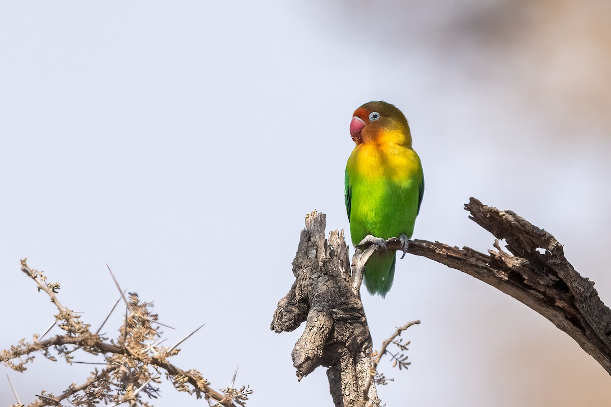 Fischer's Lovebird - ML478141681