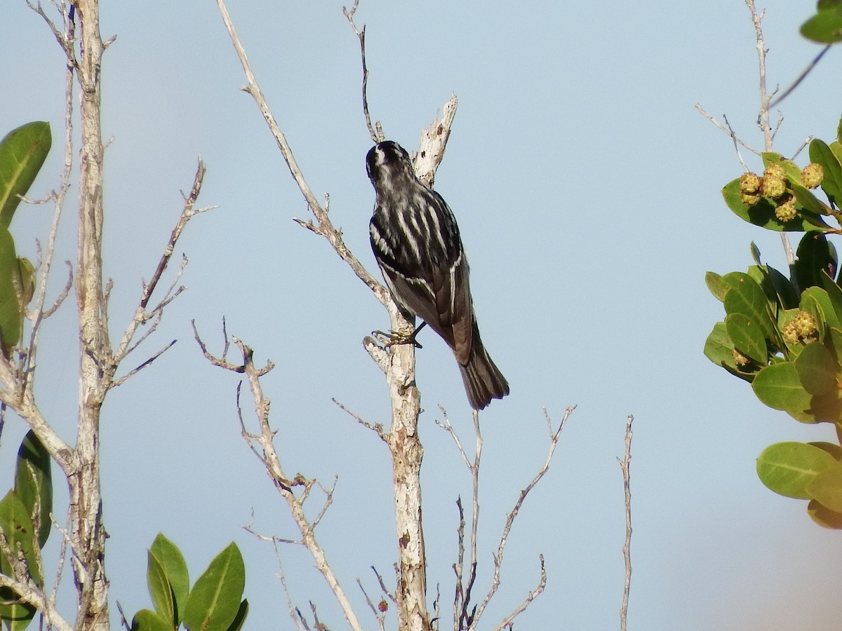 Black-and-white Warbler - Randolph "Casper" Burrows