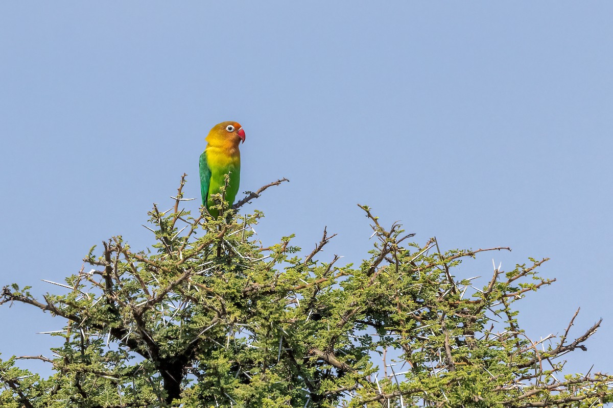 Fischer's Lovebird - ML478141711