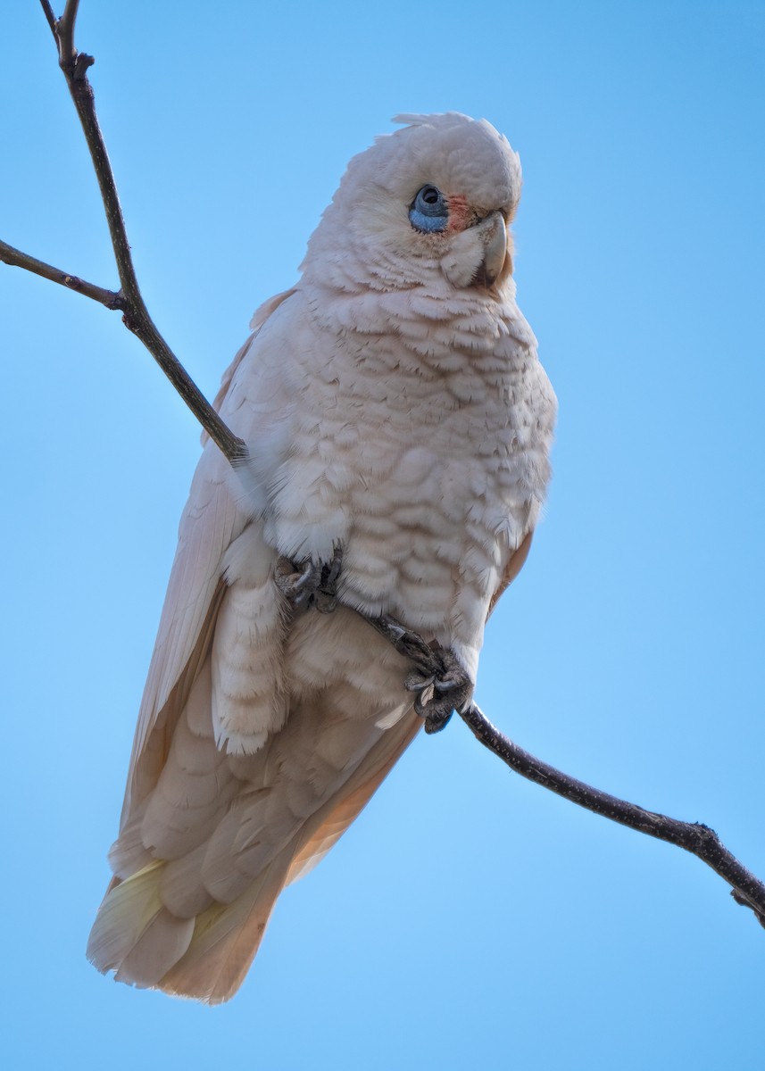 Little Corella - ML478142031