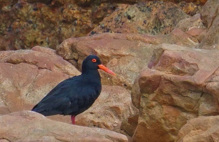 African Oystercatcher - ML478142831