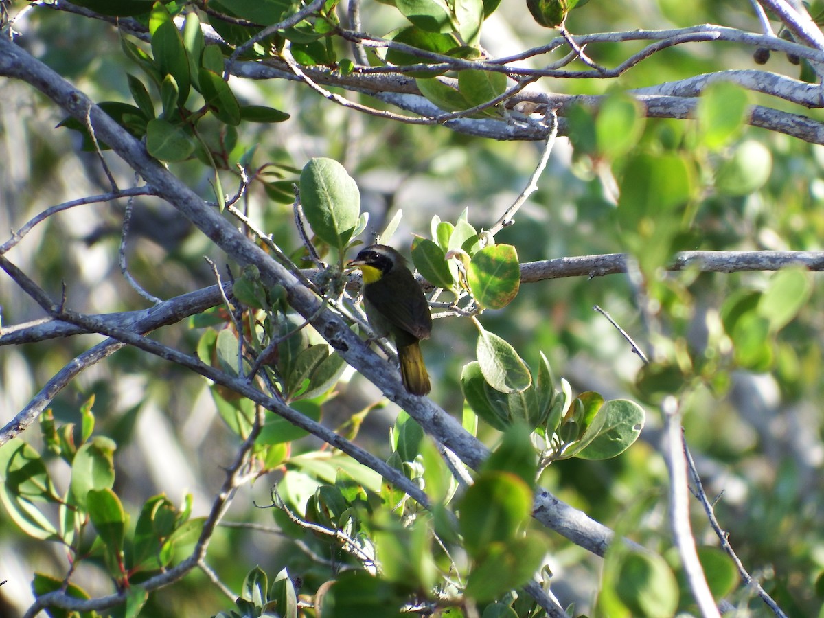 Common Yellowthroat - ML47814291