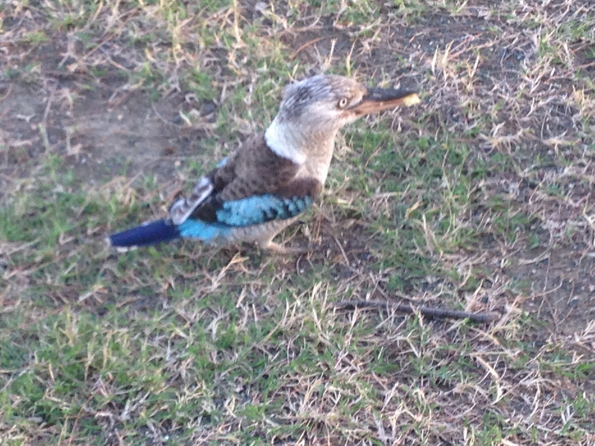 Blue-winged Kookaburra - ML478143231