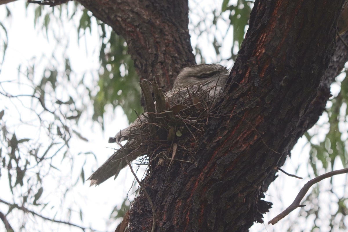 Tawny Frogmouth - ML478143541