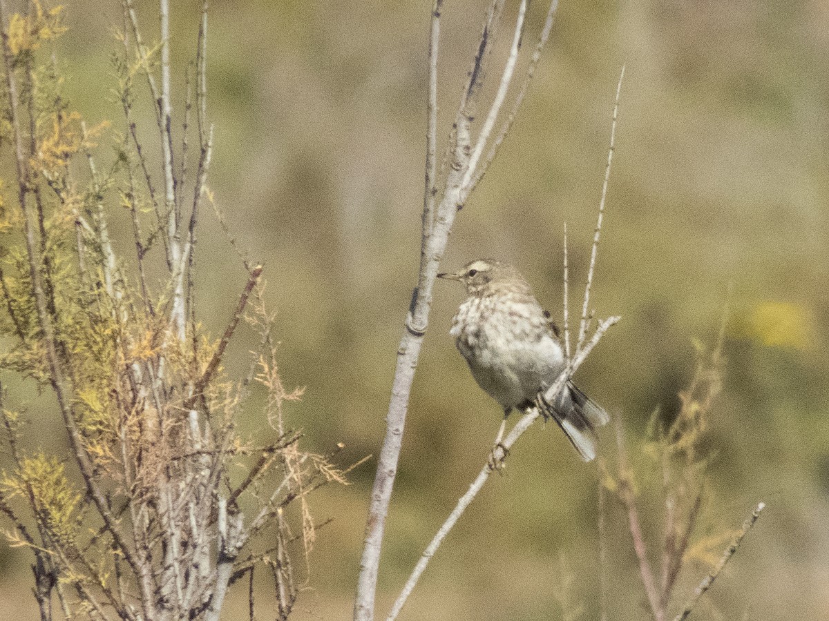 Water Pipit (Western) - ML47814461