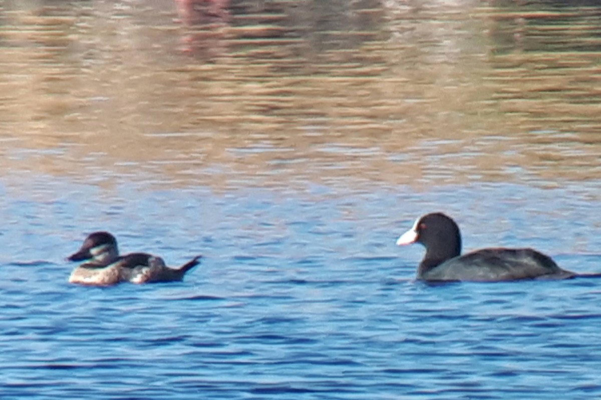 Ruddy Duck - ML478145171