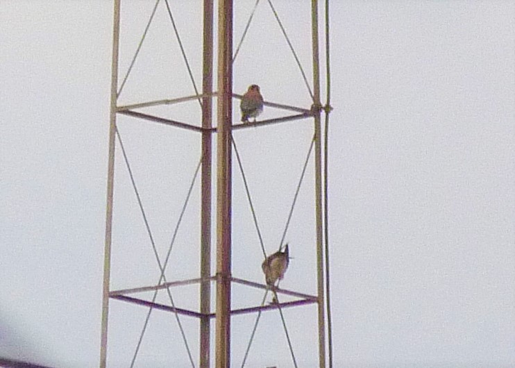 American Kestrel - ML478145831