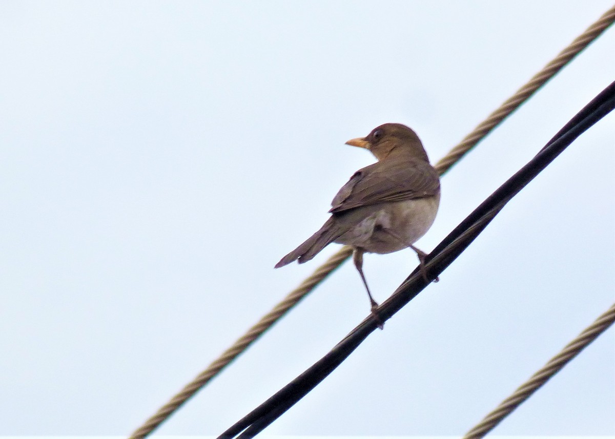 Creamy-bellied Thrush - ML478145871