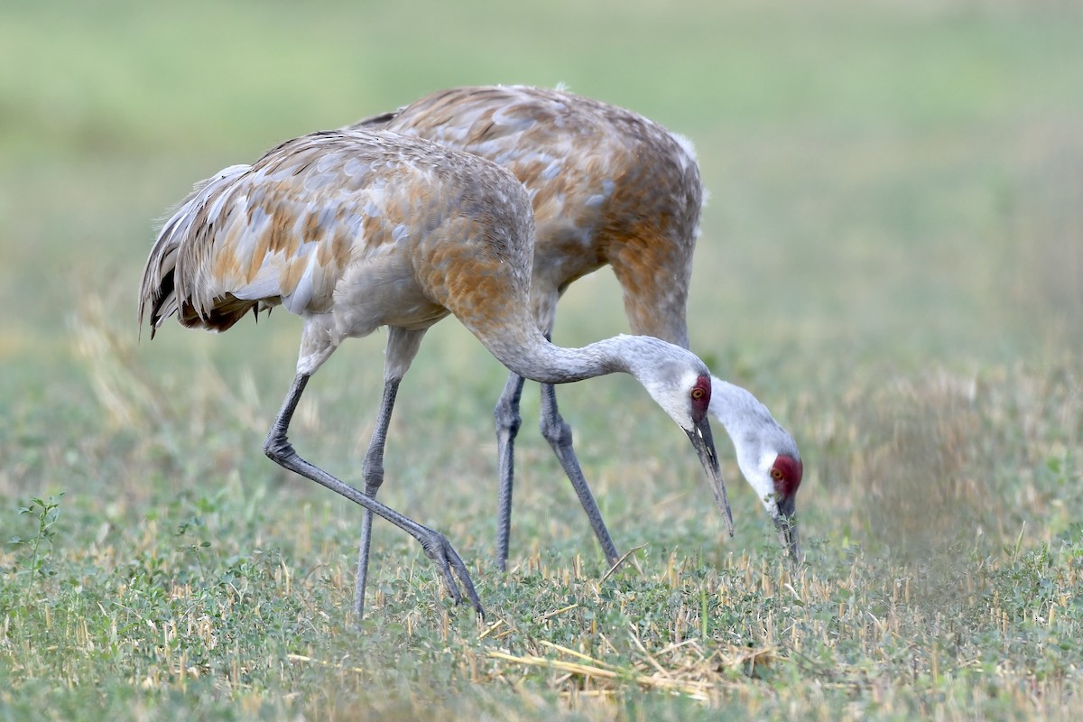 Sandhill Crane - ML478146051