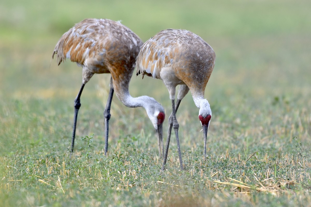 Sandhill Crane - ML478146061