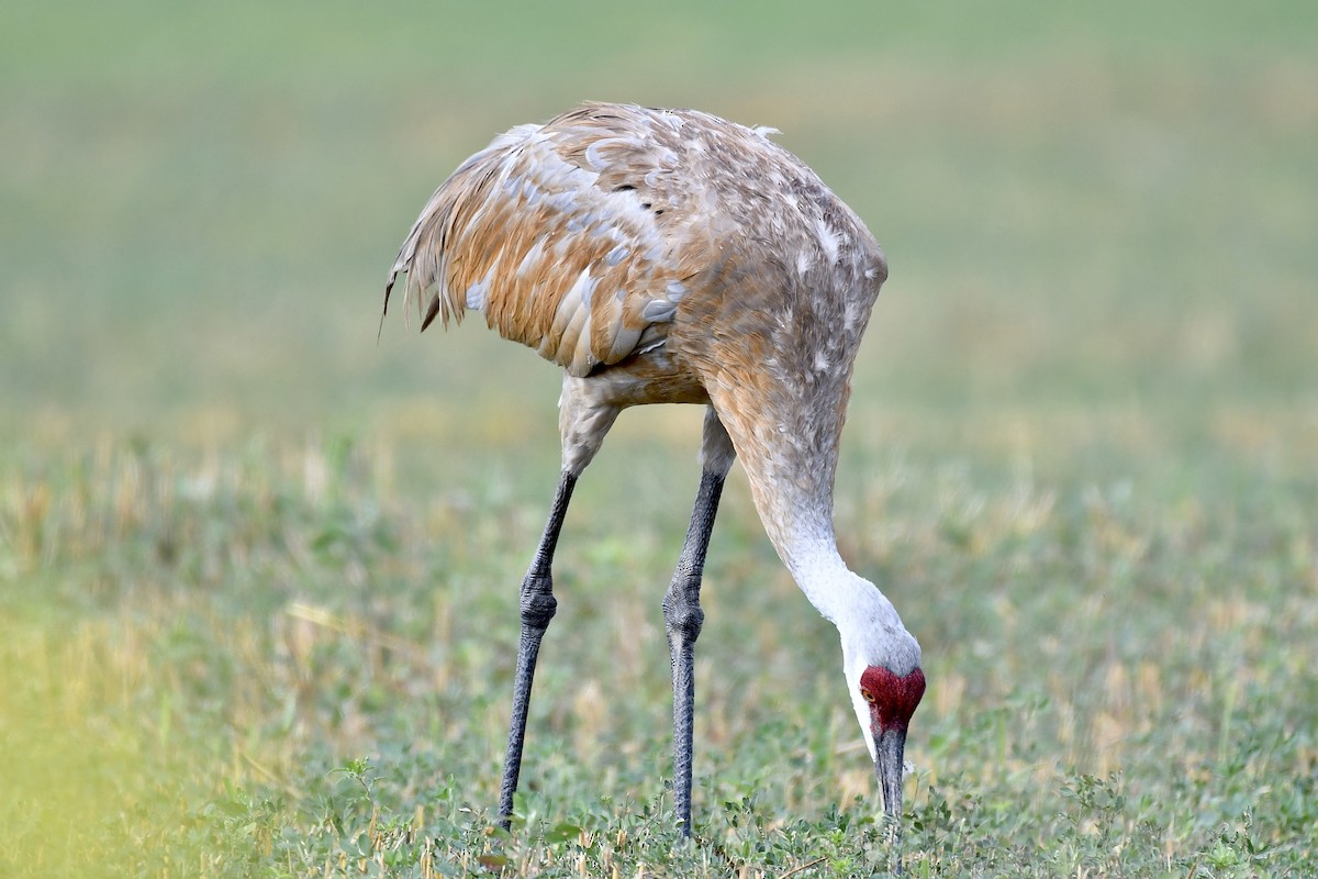 Sandhill Crane - ML478146071