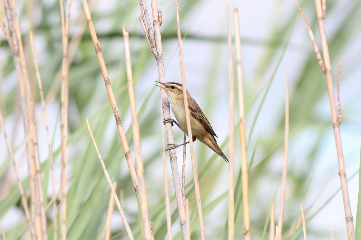 Sedge Warbler - Guillermo Piñal