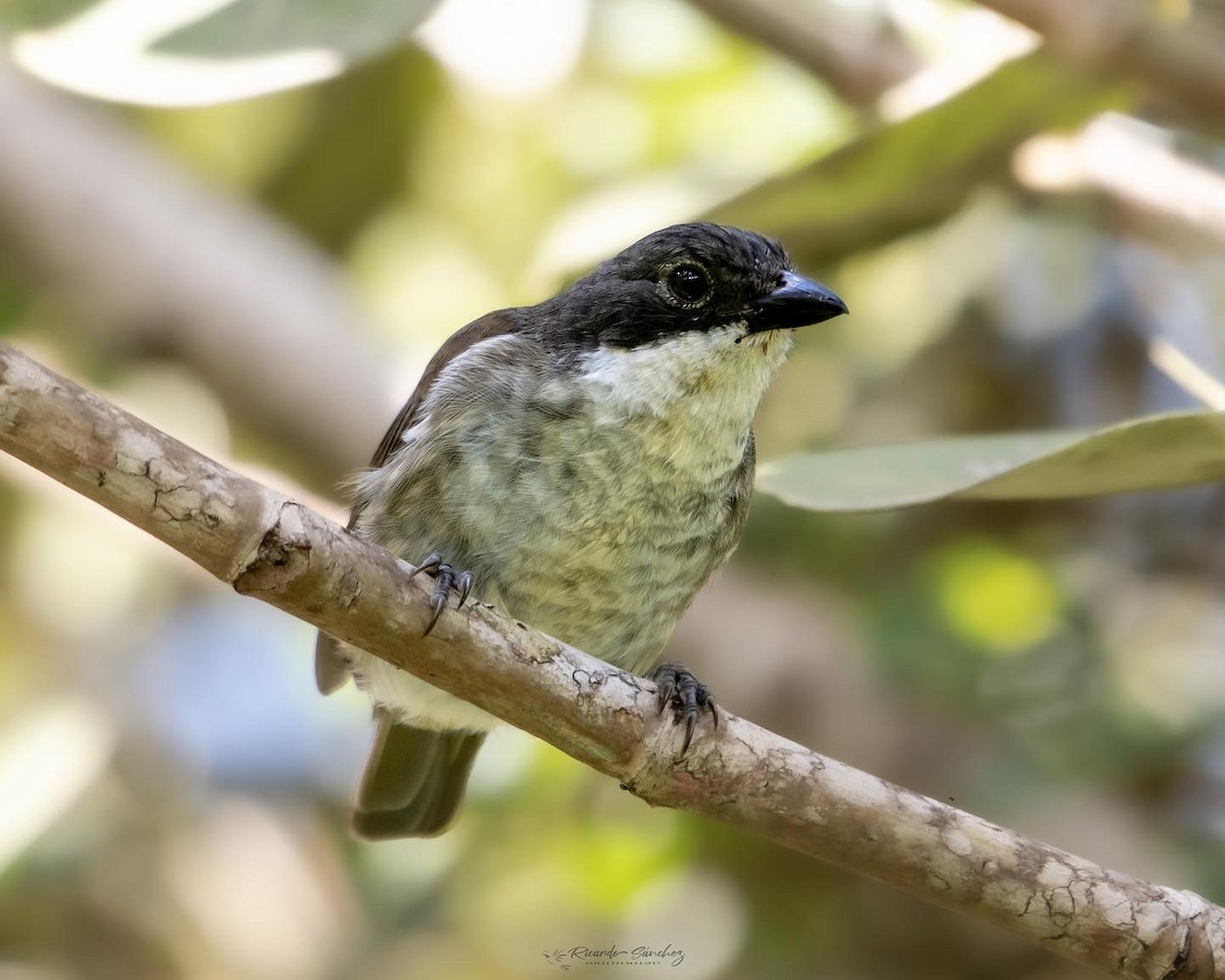 Puerto Rican Tanager - Ricardo Sánchez