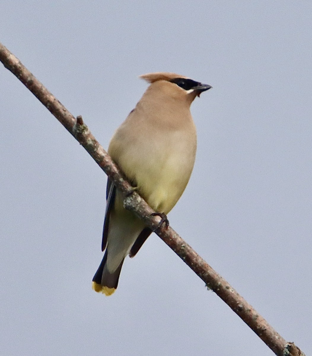 Cedar Waxwing - ML478147501