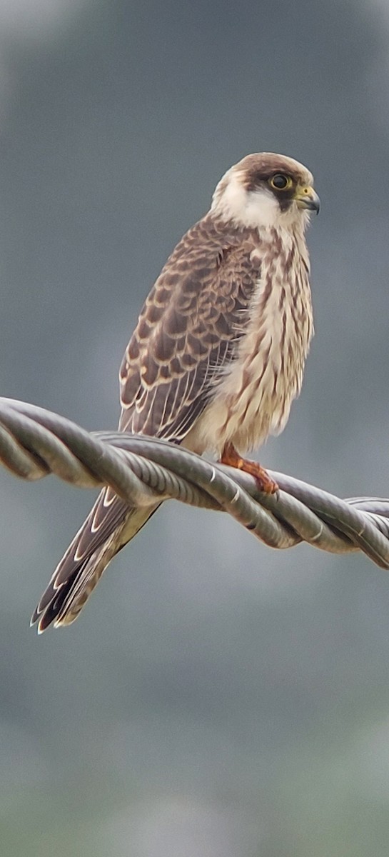 Red-footed Falcon - ML478147681